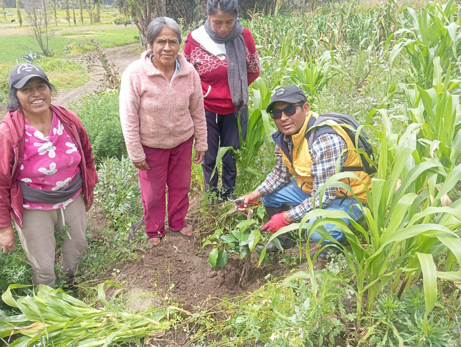 EL GADP PICAIHUA Y EL MAG REALIZAN SEGUIMIENTO AL PROYECTO DE ENTREGA DE PLANTAS DE AGUACATE